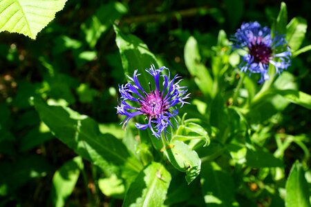 Nature spring aroma