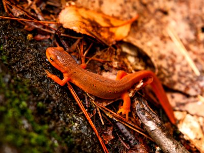 Red-spotted newt photo