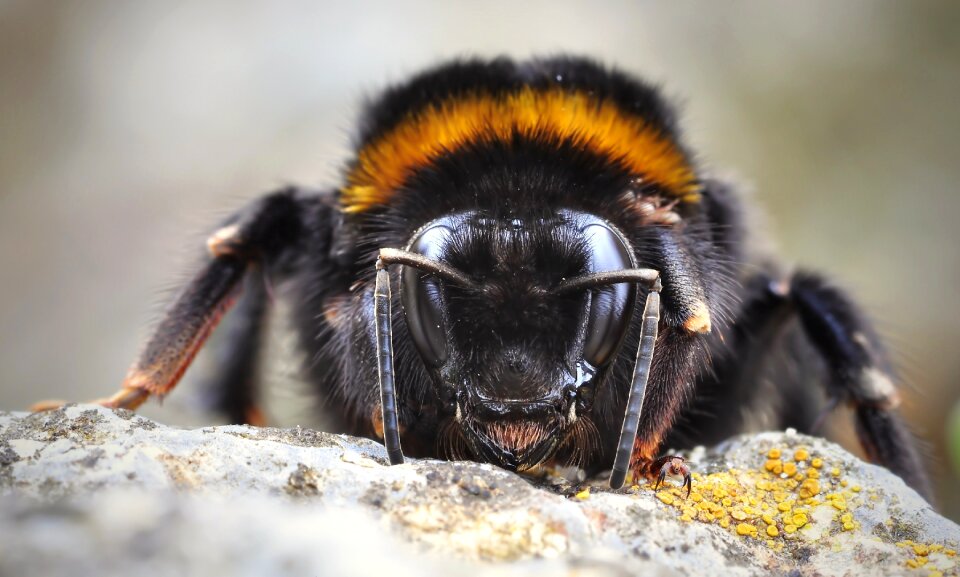 Hummel fictional insect