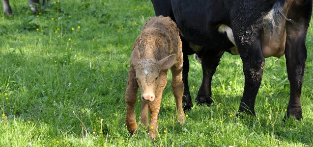 Meadow grass pasture