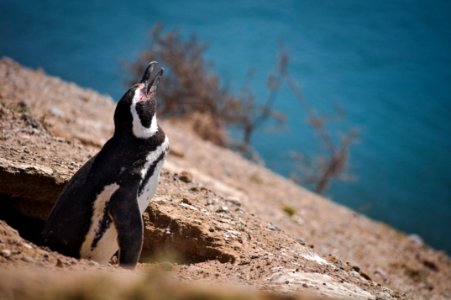 Penguins - Península Valdés - Argentina photo