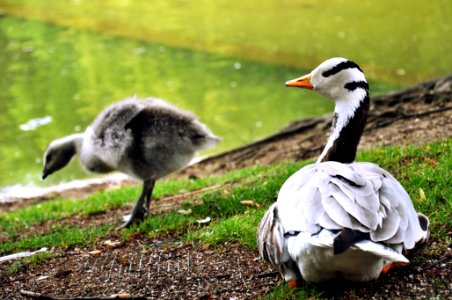 Ducks photo