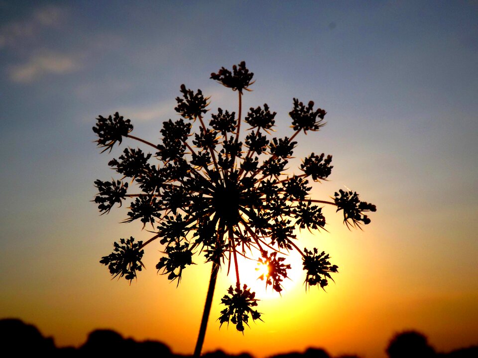 Shadow snowflake sky