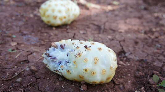 Indian mulberry noni white