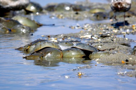 Horseshoe Crab photo