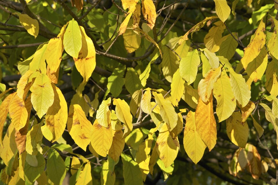 Paw paw paw-paw common pawpaw