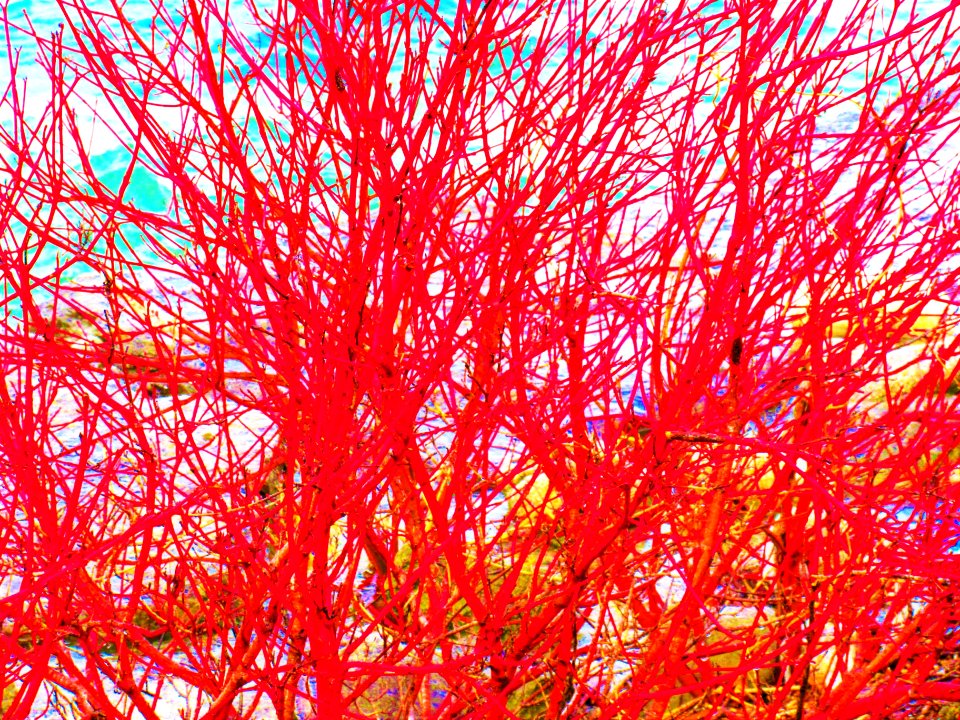bush fire