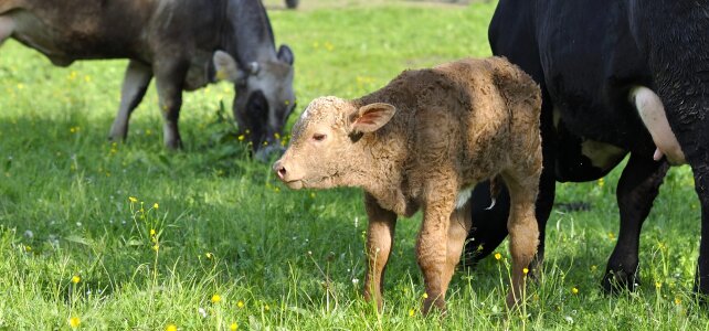 Livestock cattle grass