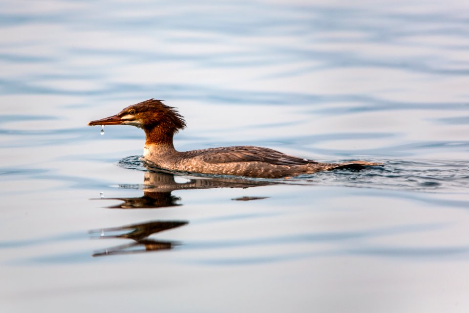 Common Merganser - Mergus merganser