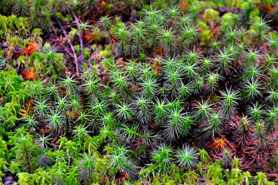 Moss