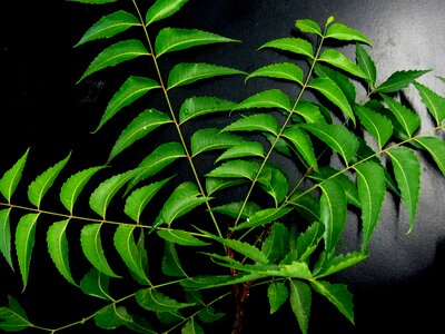 Neem leaves neem herb