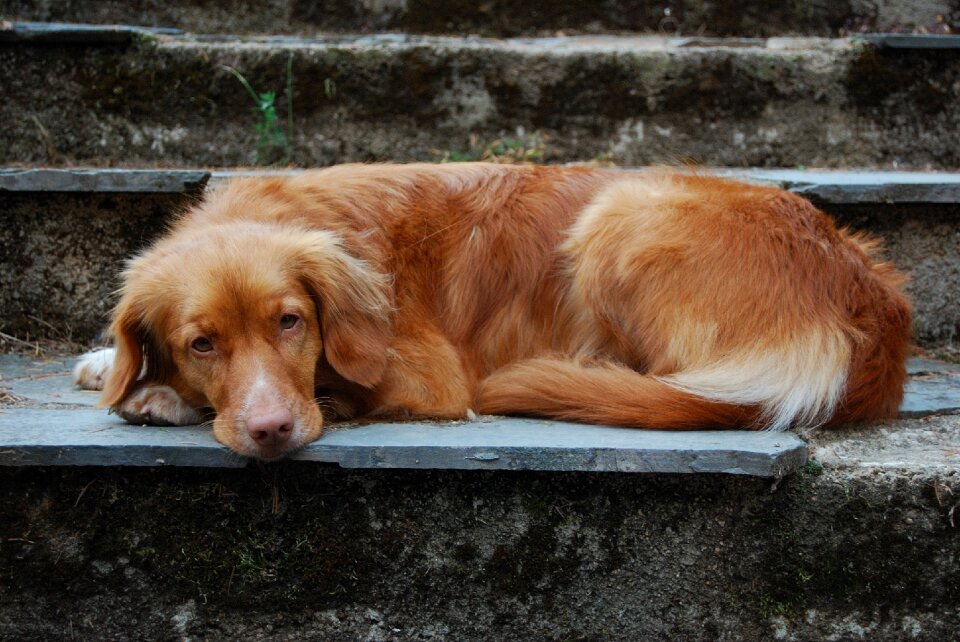 Dog retrivier tolling