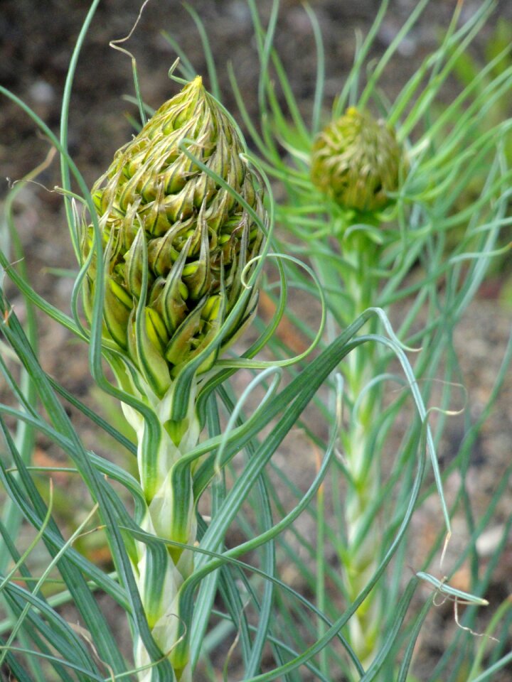 Specimen perennial asphodel