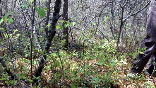 New England cottontail habitat photo