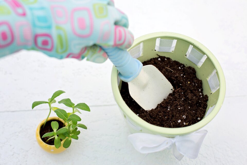 Flower pot spring summer