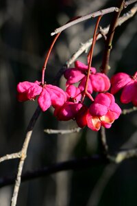 Fruits fortunei pfaff copings