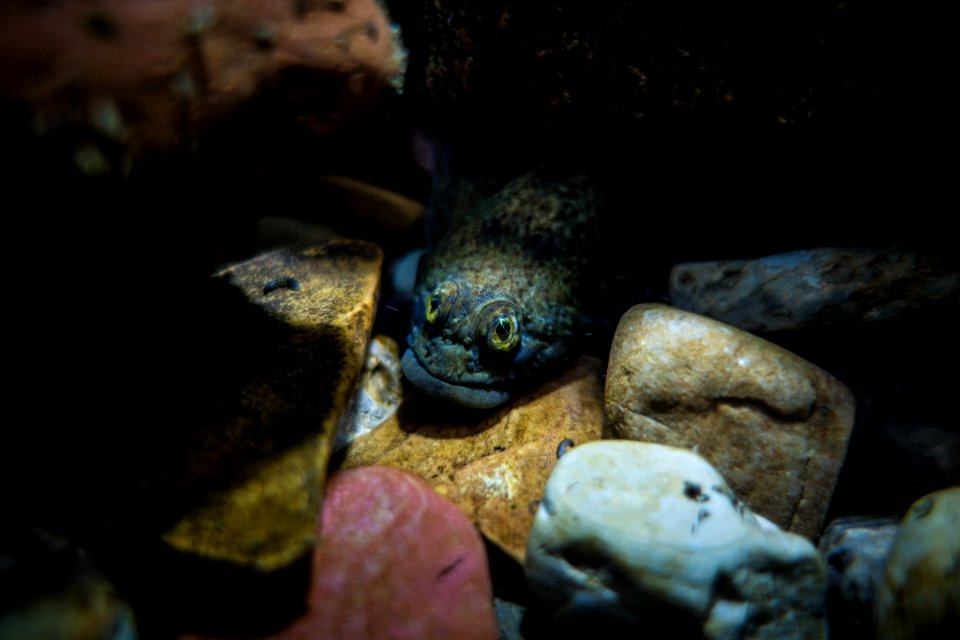 Sculpin in St. Mary River