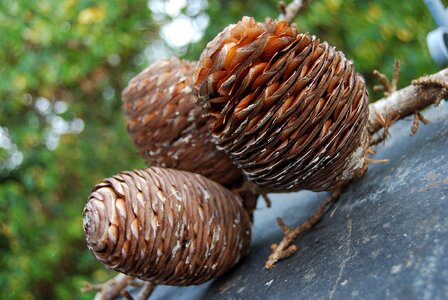 Autumn acorn large