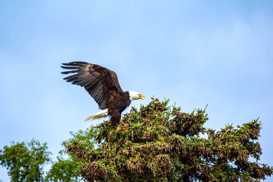bald eagle