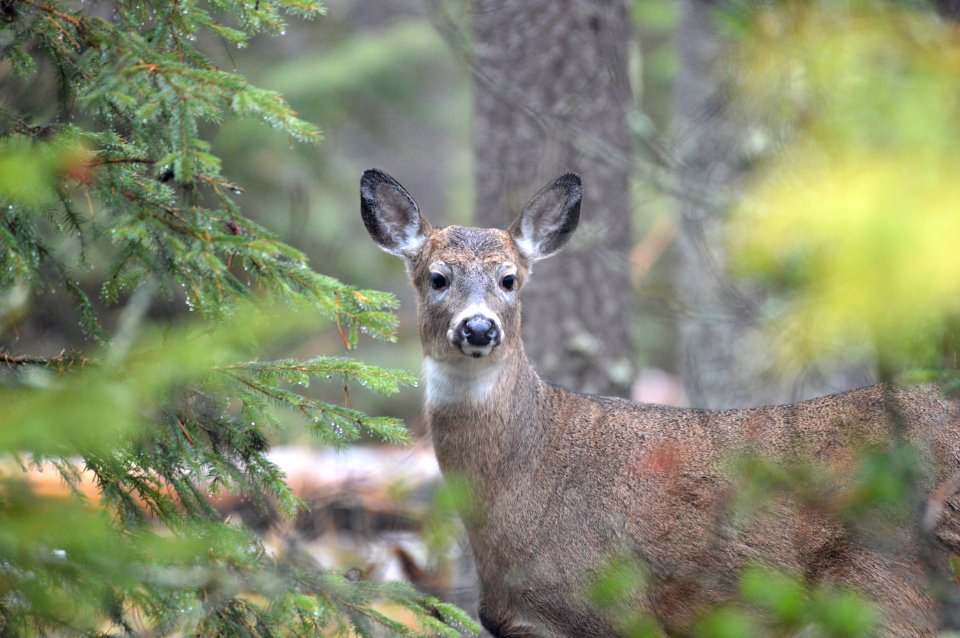 White-tailed deer doe