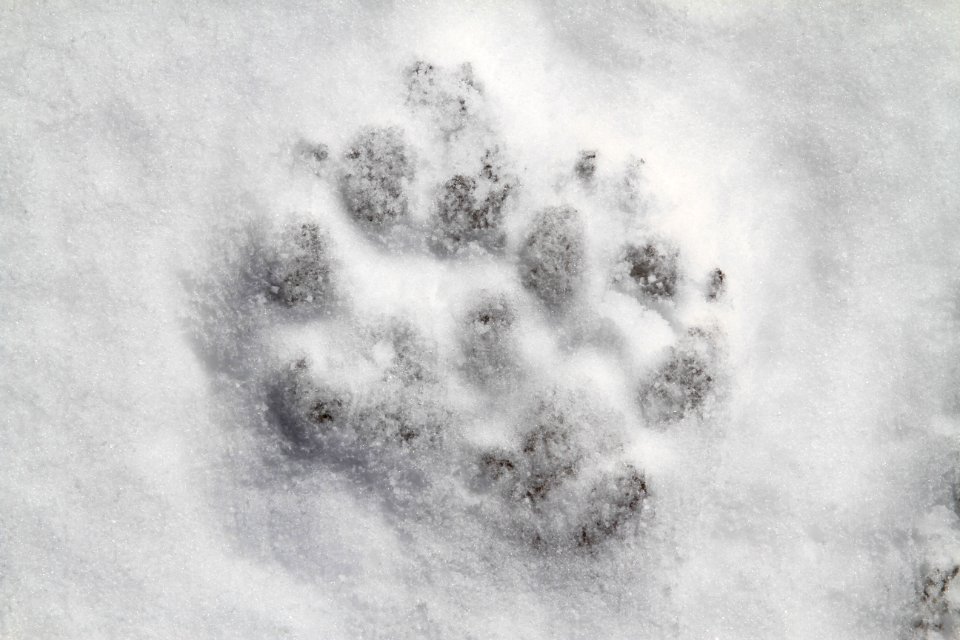 Wolf (Canis lupus) Tracks