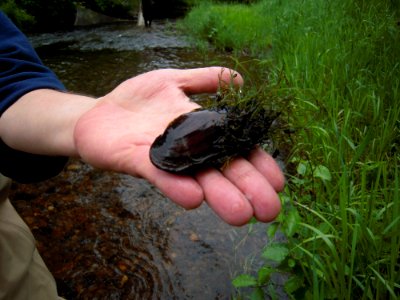 Fresh water mussel