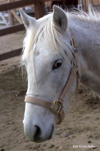 No Longer a Wild Colt : (