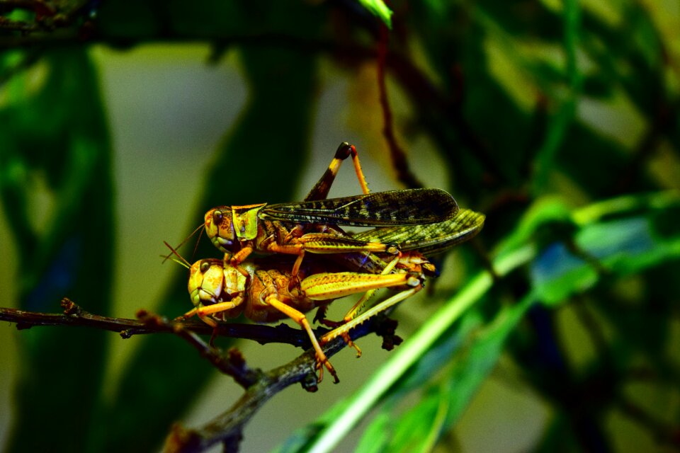 Animal nature couple