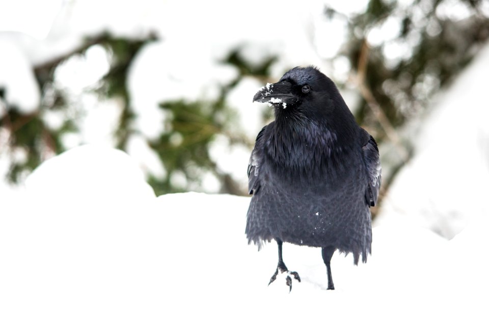 Raven Searching for Food
