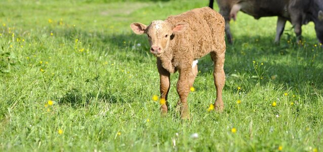 Livestock cattle calf photo