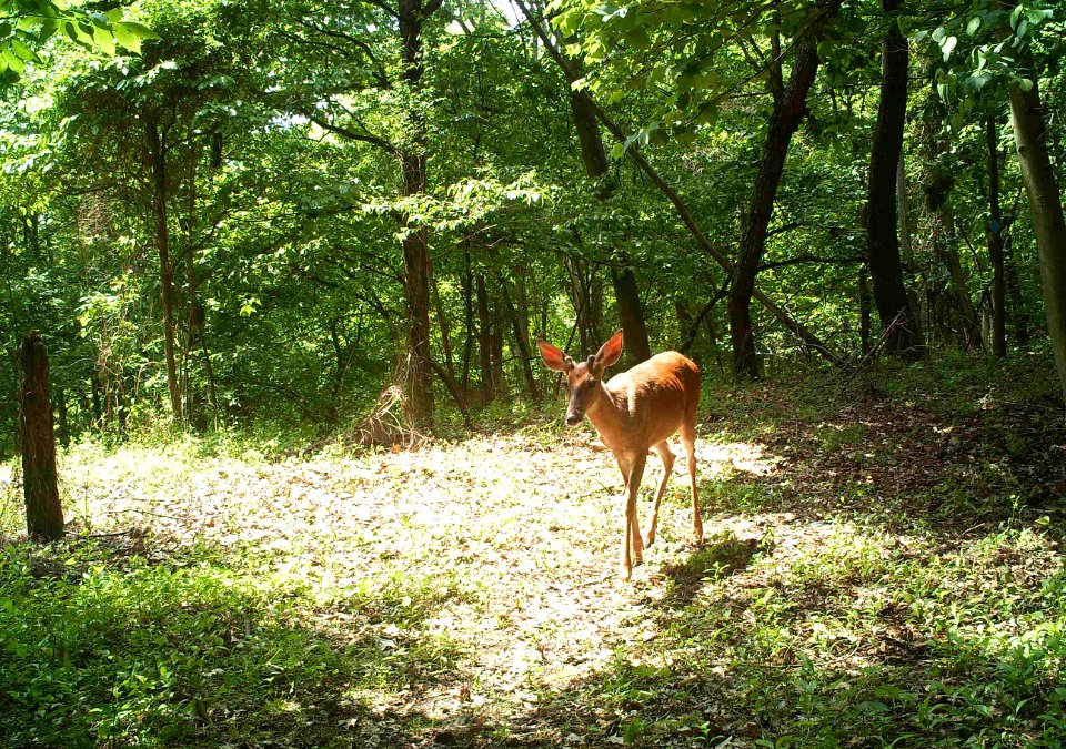 White-tailed deer
