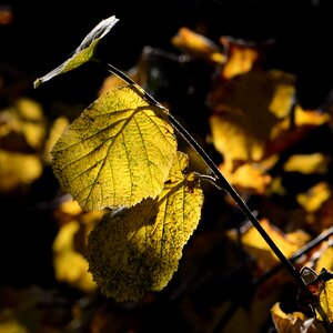Golden leaves in the autumn golden autumn
