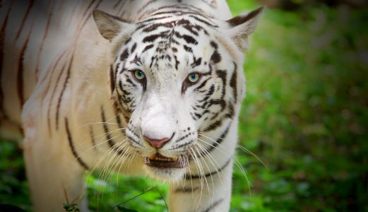 White Bengal Tiger!
