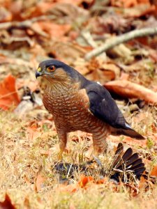 Sharp-shinned hawk