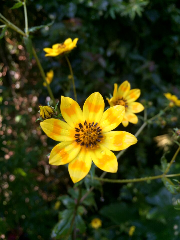 Meskal ethiopia yellow