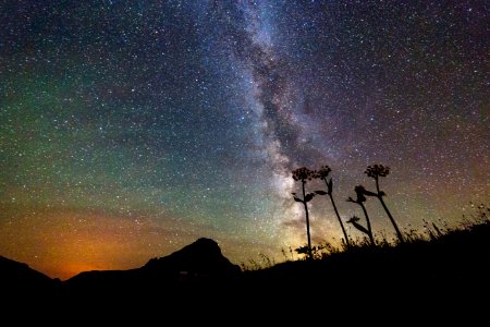 Flowers and Milky Way photo