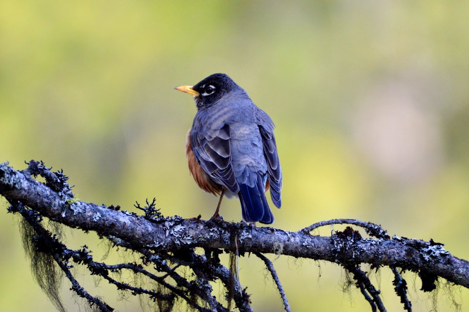 American Robin (Turdus migratorius) photo