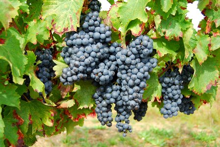 Grapes france fruit