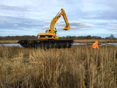 Salt Marsh Restoration at Seatuck National Wildlife Refuge photo