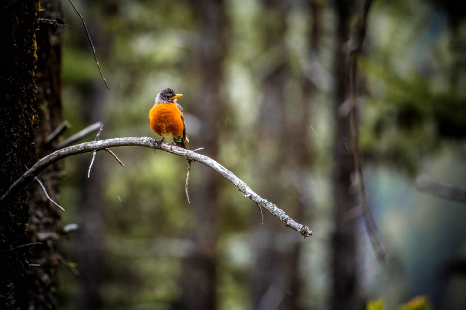 American Robin at Goat Lick