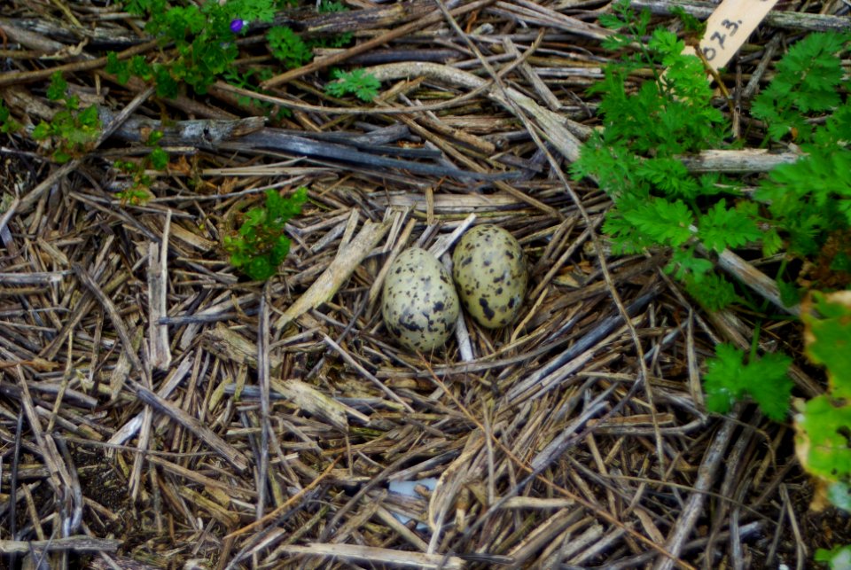 Great Gull Island, NY