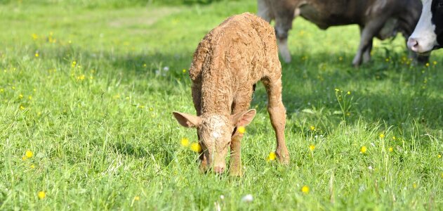 Livestock cattle calf photo
