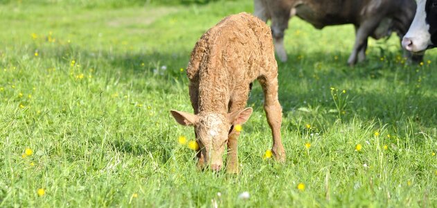 Livestock cattle calf