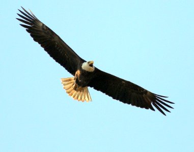 Adult bald eagle in flight at Eastern Neck National Wildlife Refuge