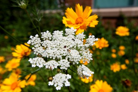 Pollinator Garden