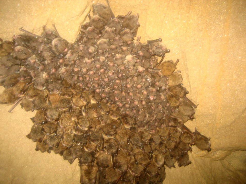 Bat survey in Ohio - 03/18/2011
