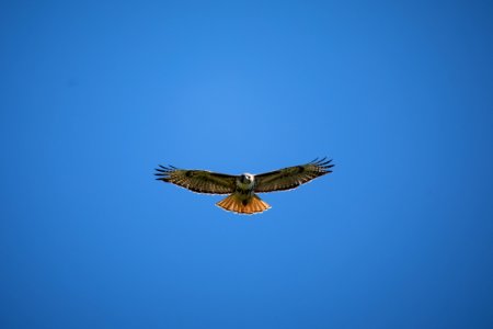Red Tailed Hawk