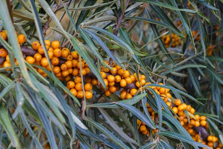 A lot sea ​​buckthorn shrub