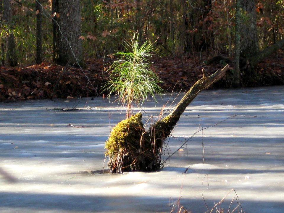Little Pine Tree On Icy Pond