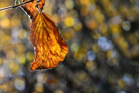 Golden autumn autumn autumn light